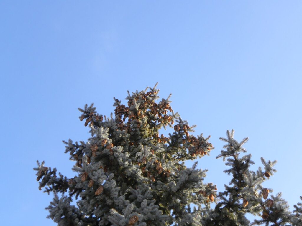 Krone einer Fichte mit Zapfen vor blauem Himmel, Nadelbäume fällen in München